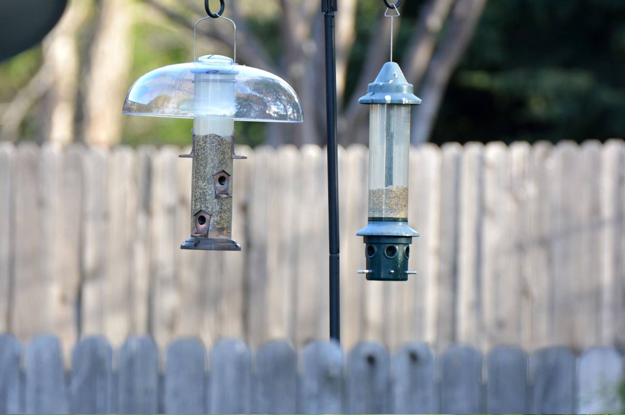 Best Bird Feeders: Top Tips for Feeding Garden Birds